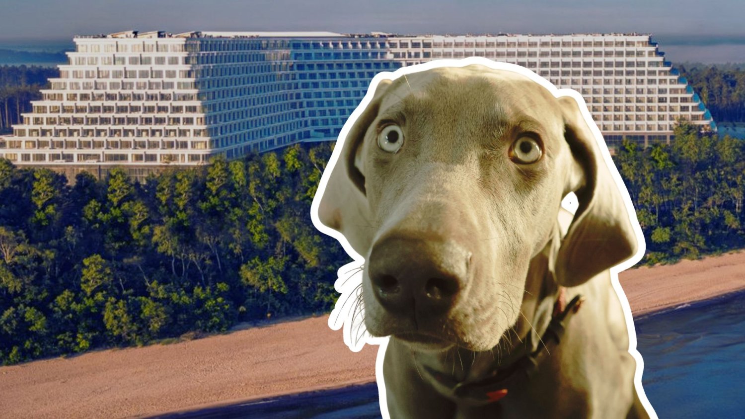 Zdziwiony pies na tle hotelu Gołębiewski w Pobierowie.