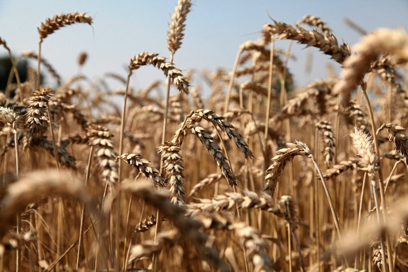 Egipt zapłacił już w tym roku 113 mln euro za polską pszenicę.