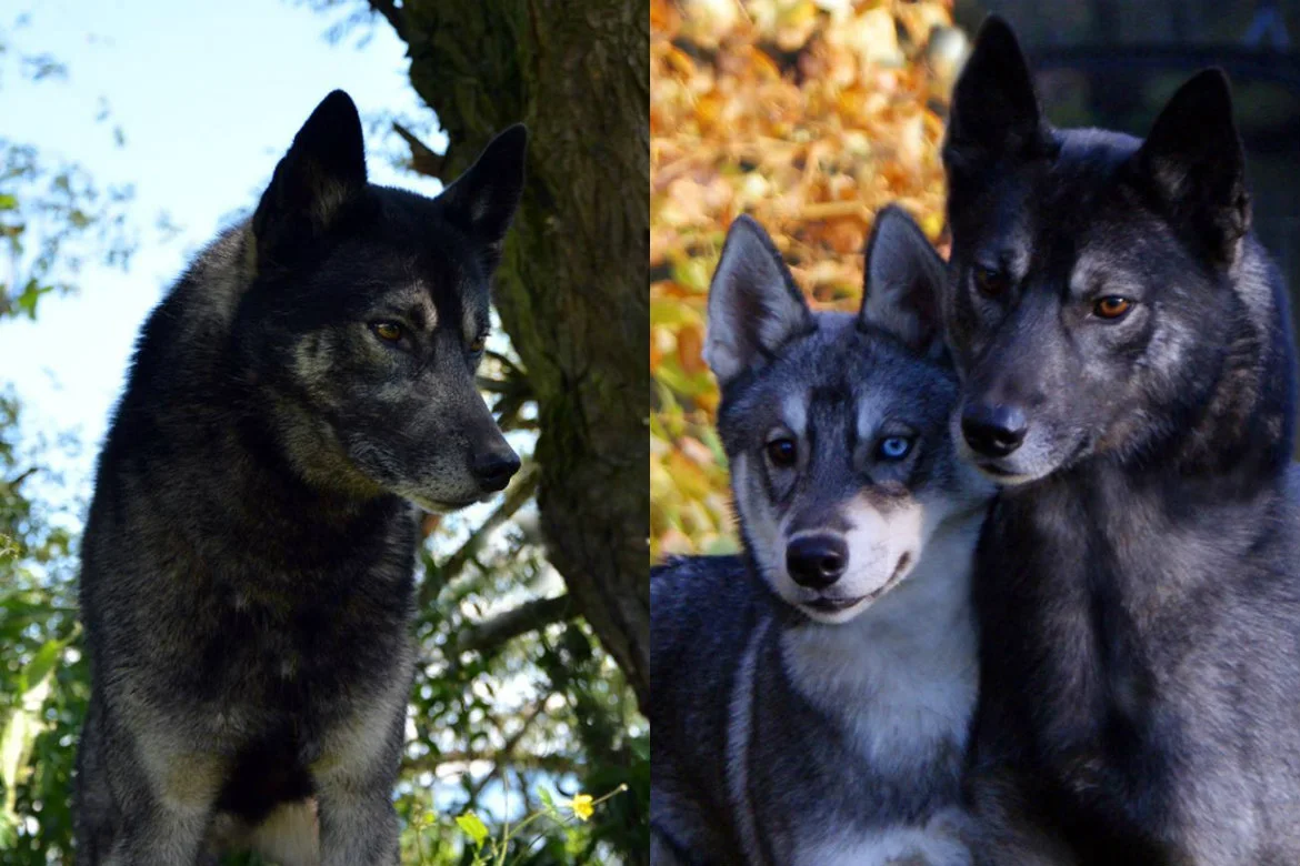 W Polsce swego czasu popularne były niebieskookie husky