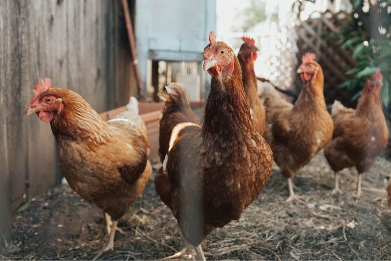 Czym się różnią jaja z wolnego wybiegu od chowu klatkowego i ekologicznego?
