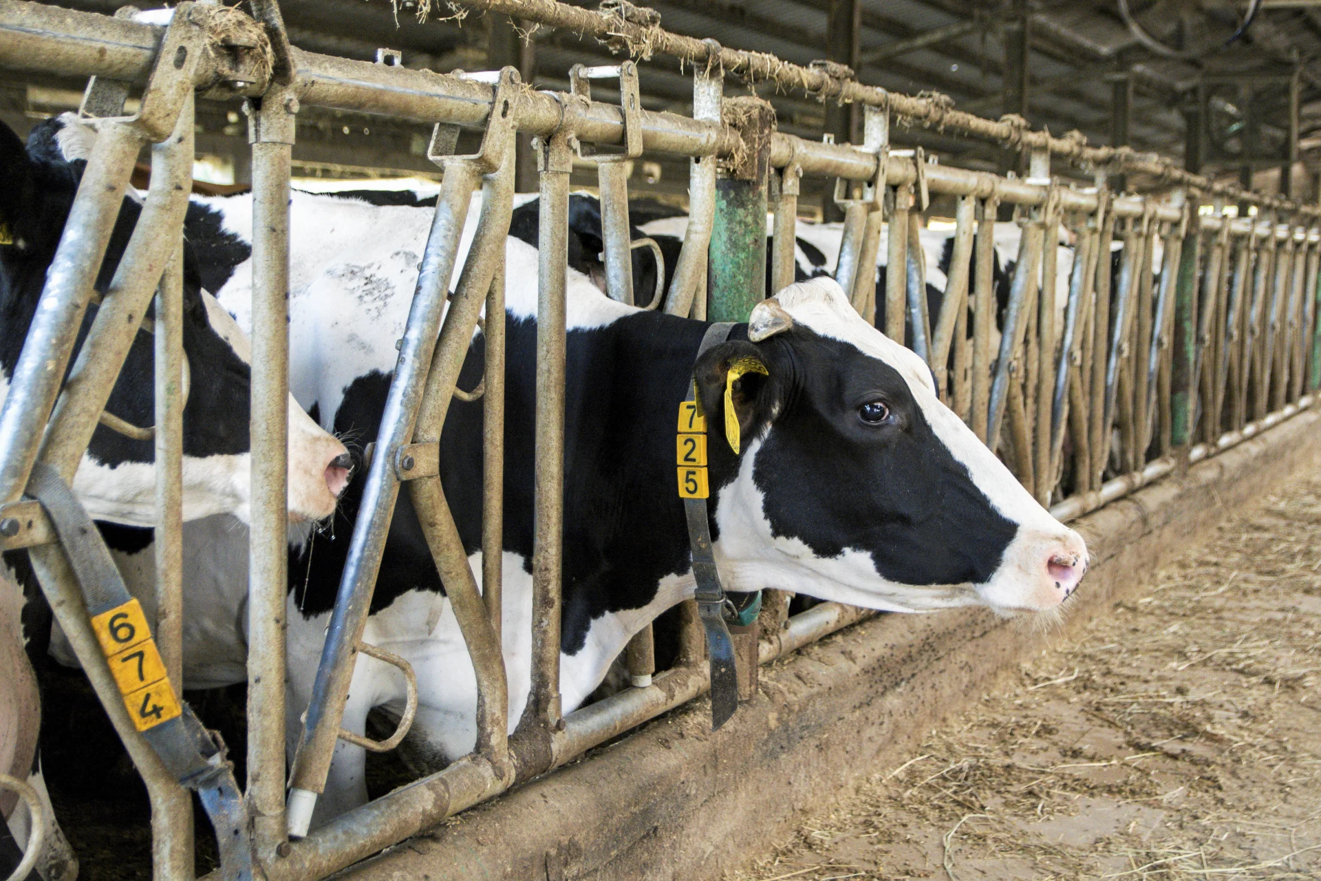 Rolnictwo w skali świata odpowiedzialne jest za produkcję ok. 14,5 proc. gazów cieplarnianych. Mowa nie tylko o produkcji mięsa, ale również hodowli krów i kóz na mleko oraz produkcji pasz.