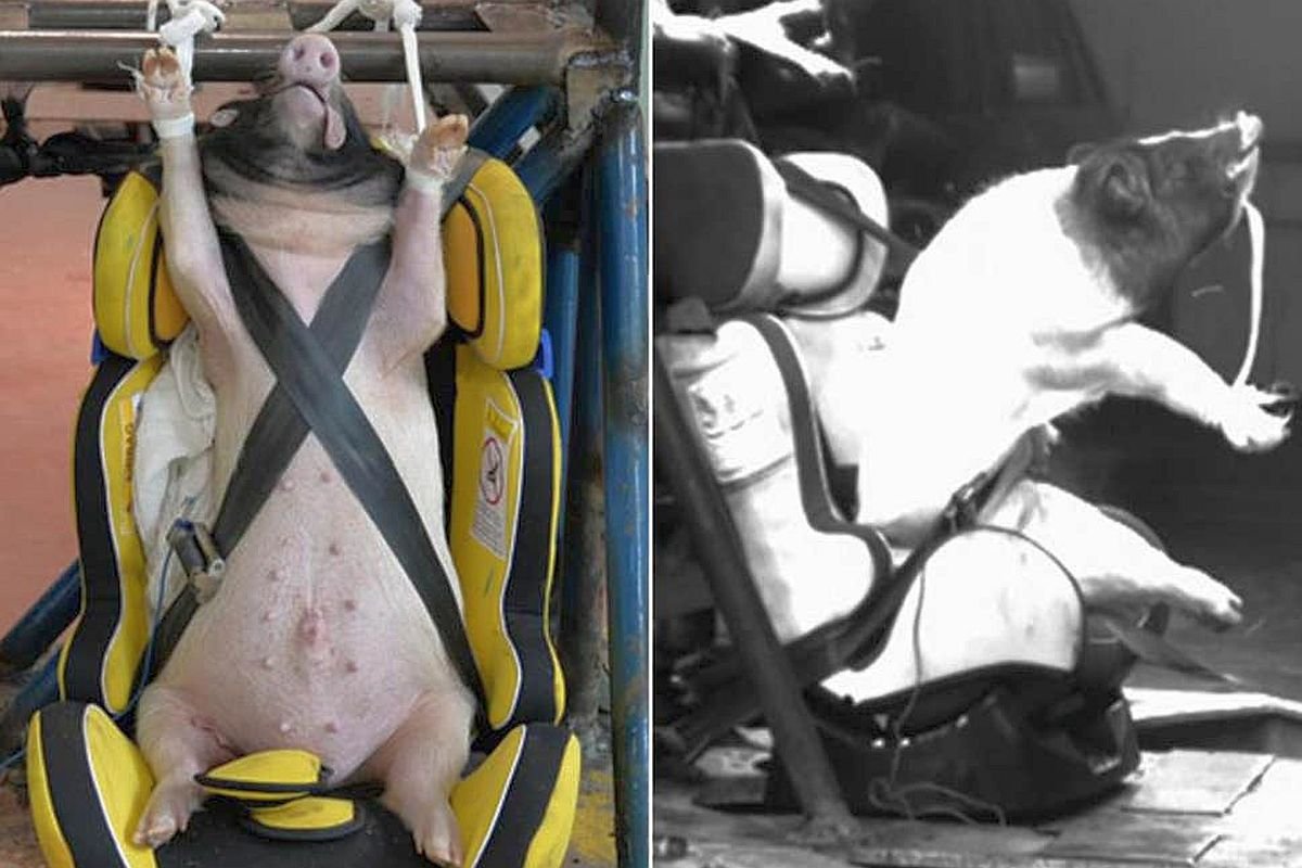 Spętane świnki uderzały w ścianę z prędkością prawie 50 km/h