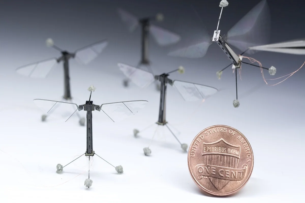 Jest mniejszy niż biurowy spinacz, waży mniej niż jedna dziesiąta grama i leci dzięki „sztucznym mięśniom” – RoboBees