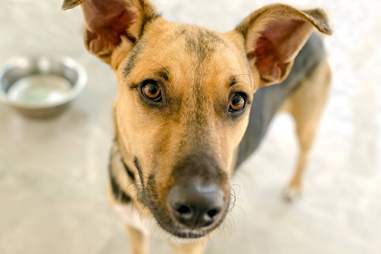 Pies patrzący w kamerę, w tle miska.