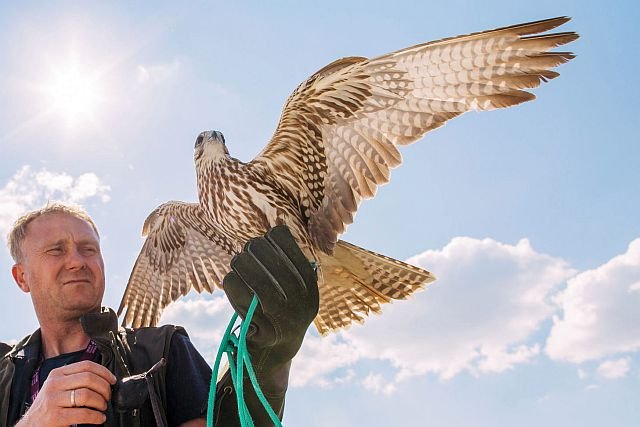 Wojciech Wiaderny, jeden z sokolników pracujących na warszawskim Lotnisku Chopina. Zadaniem sokołów jest odstraszanie innych ptaków, które mogłyby zakłócić pracę lotniska