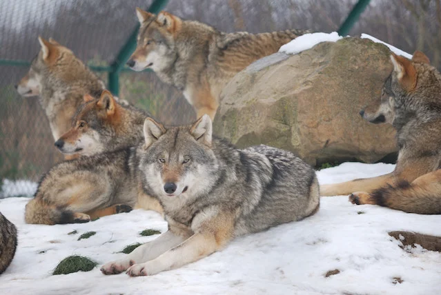 Wilki żyją w spokrewnionych grupach rodzinnych, nazywanych dawniej watahami.