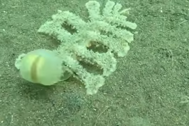 Widzieliście kiedyś podobne zwierzę?