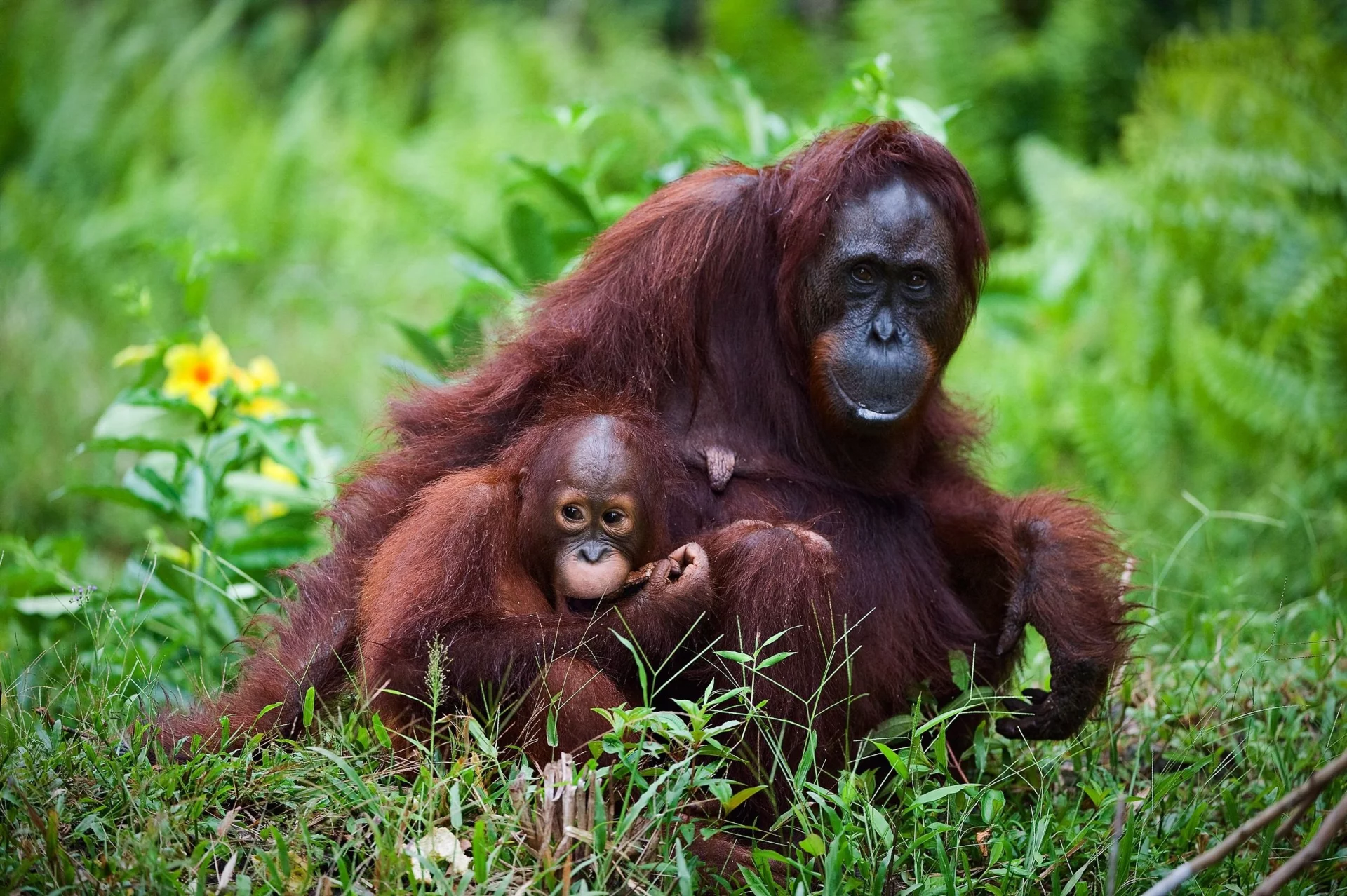 Przez wycinkę lasów tropikalnych, orangutany tracą siedliska. Szacuje się, że do 2020 r. wymrą te wszystkie dziko żyjące małpy