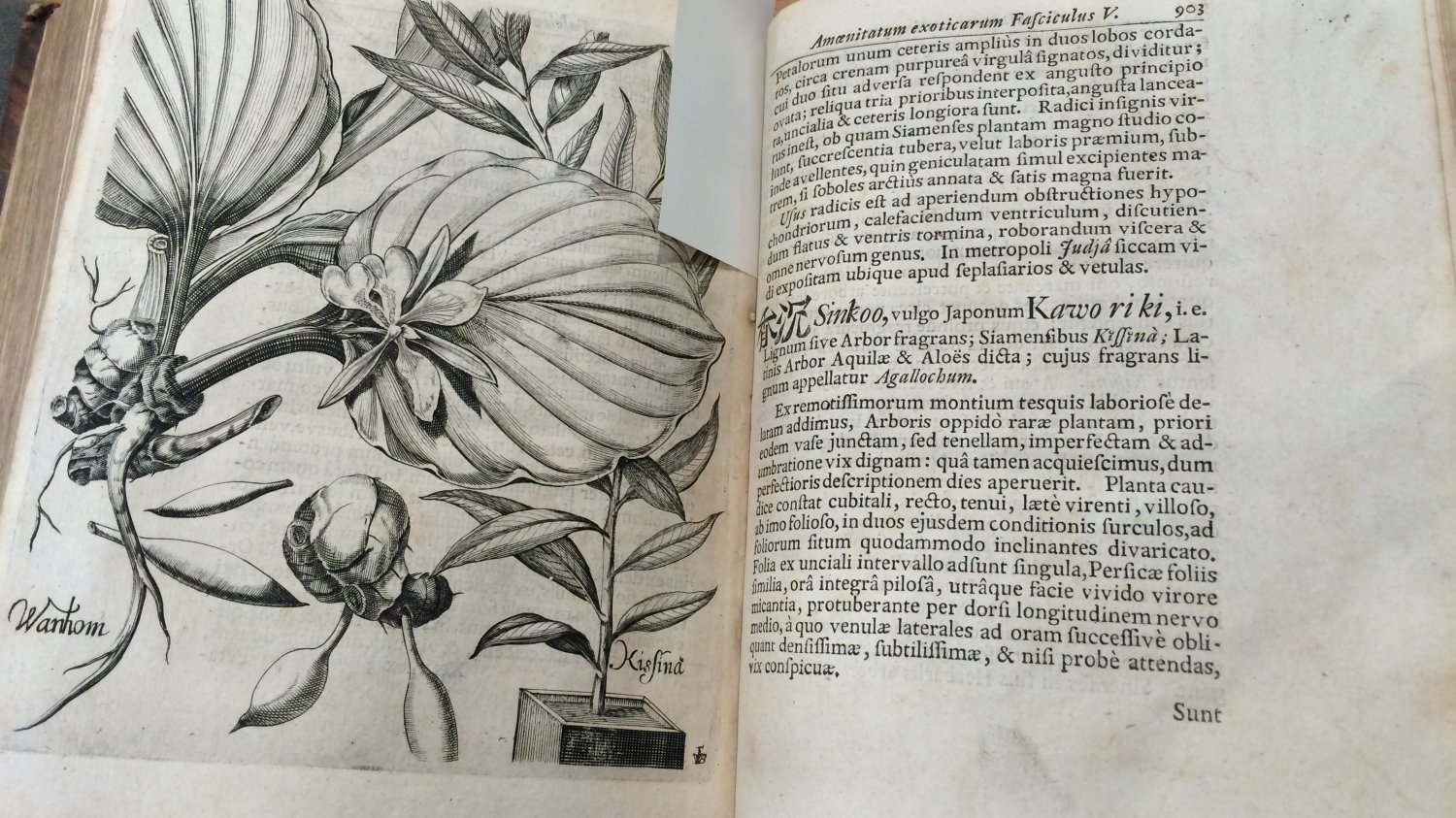 Osiemnastowieczny atlas botaniczny; po prawej stronie pierwszy w Europie opis miłorzębu japońskiego.
