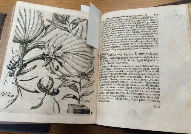 Osiemnastowieczny atlas botaniczny; po prawej stronie pierwszy w Europie opis miłorzębu japońskiego.