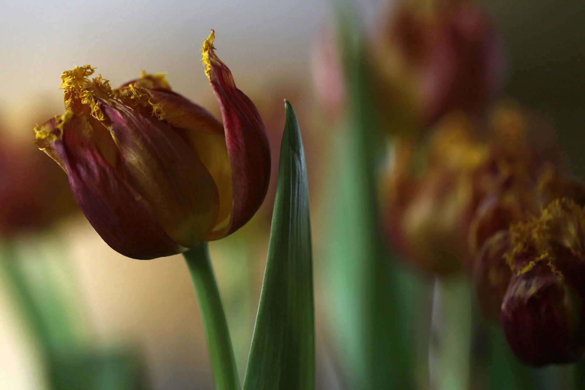 Ujawniono skandaliczny proceder w Amsterdamie, na słynnym targu kwiatowym Bloemenmarkt. Po przebadaniu 1364 cebulek tulipanów sprzedawanych turystom, tylko 14 rozkwitło.