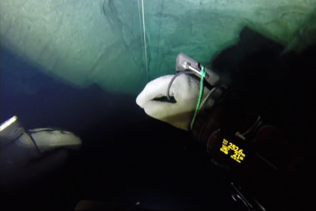 Polski nurek podczas zanurzenia.