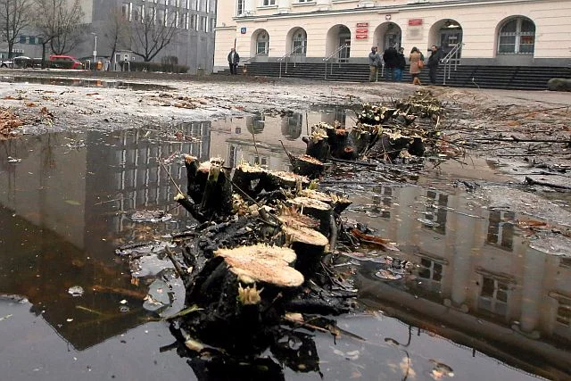Warszawa. Wycięte drzewa i krzewy na skwerze na rogu ul. Poznańskiej i Nowogrodzkiej.
