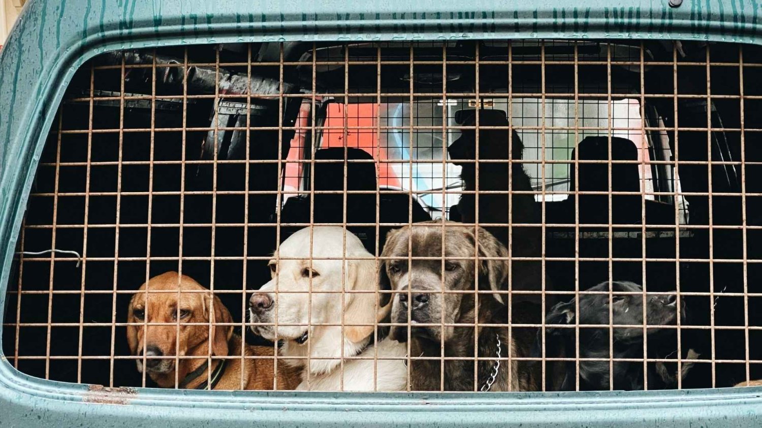 Ewakuacja zwierząt domowych. Sprawdź co spakować do plecaka psa lub kota