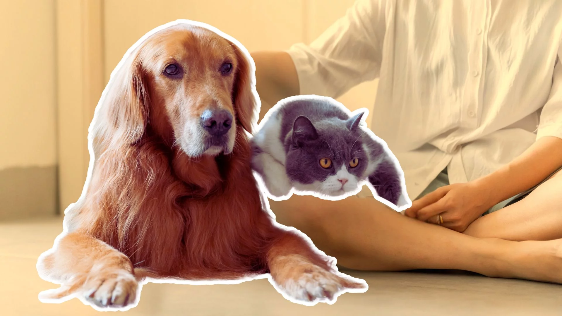 Nowy obowiązek dla właścicieli zwierząt. Kary mają ich zmusić do odpowiedzialności