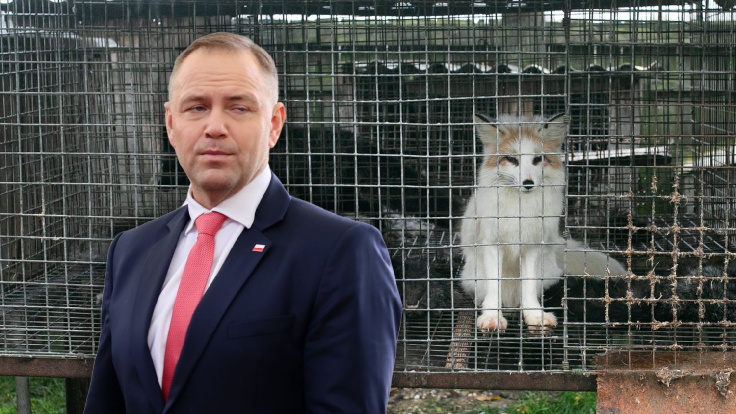 Polacy czekają, aż Nawrocki skończy to barbarzyństwo. "Podpisze ją pan?" Karol Nawrocki i lis na fermie futerkowej. Podpis lub weto prezydenta mogą przesądzić o losie zakazu hodowli zwierząt na futra.