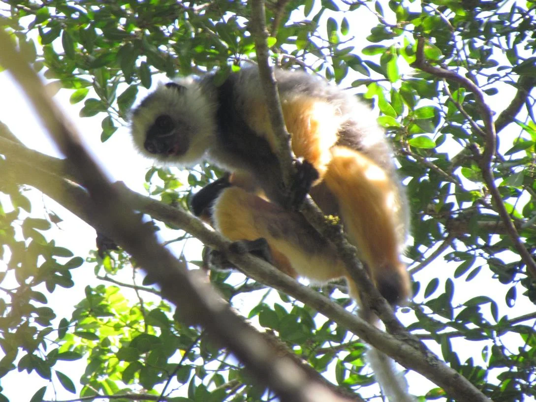 Lemur z rezerwatu Andasiebe, Moramanga.