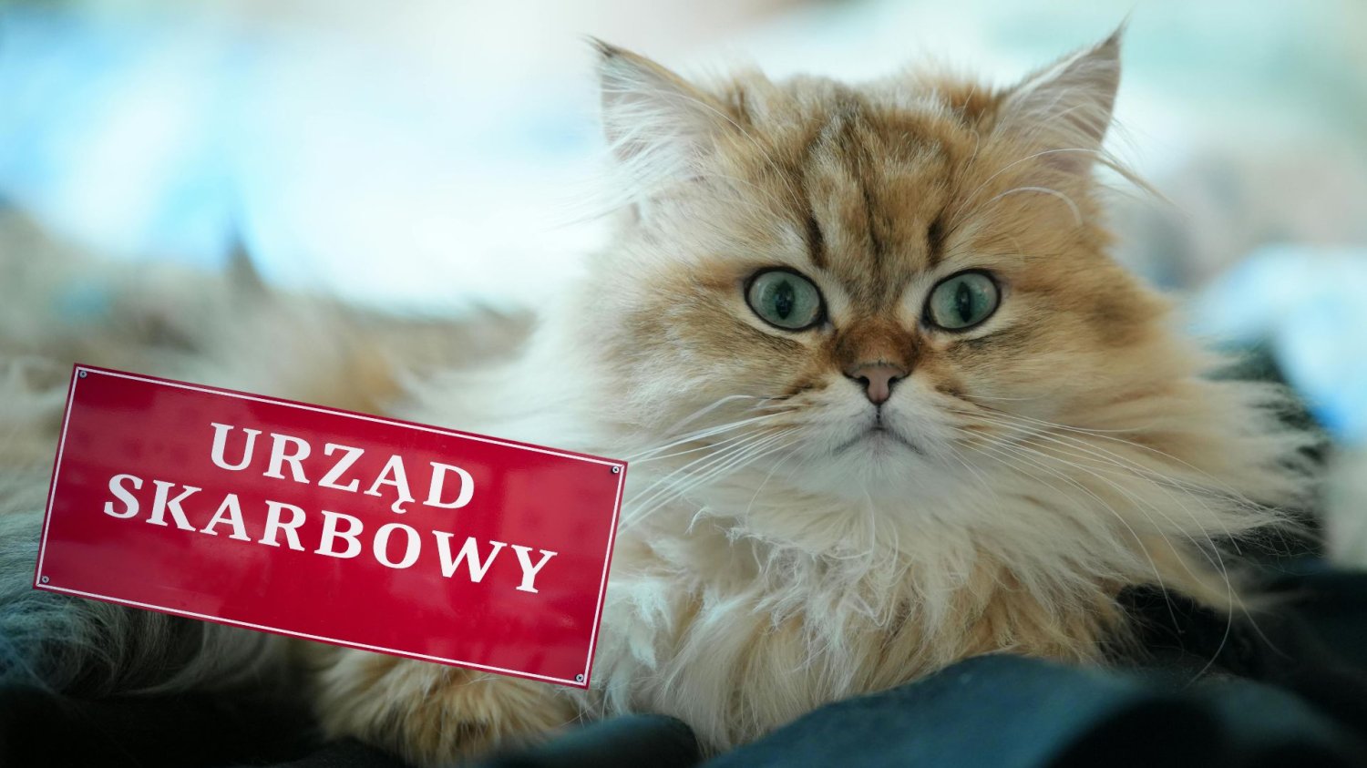 Kupiłeś drogiego kota? Zapłacisz podatek, bo skarbówka też chce swoją działkę. Kot, znak urzędu skarbowego.