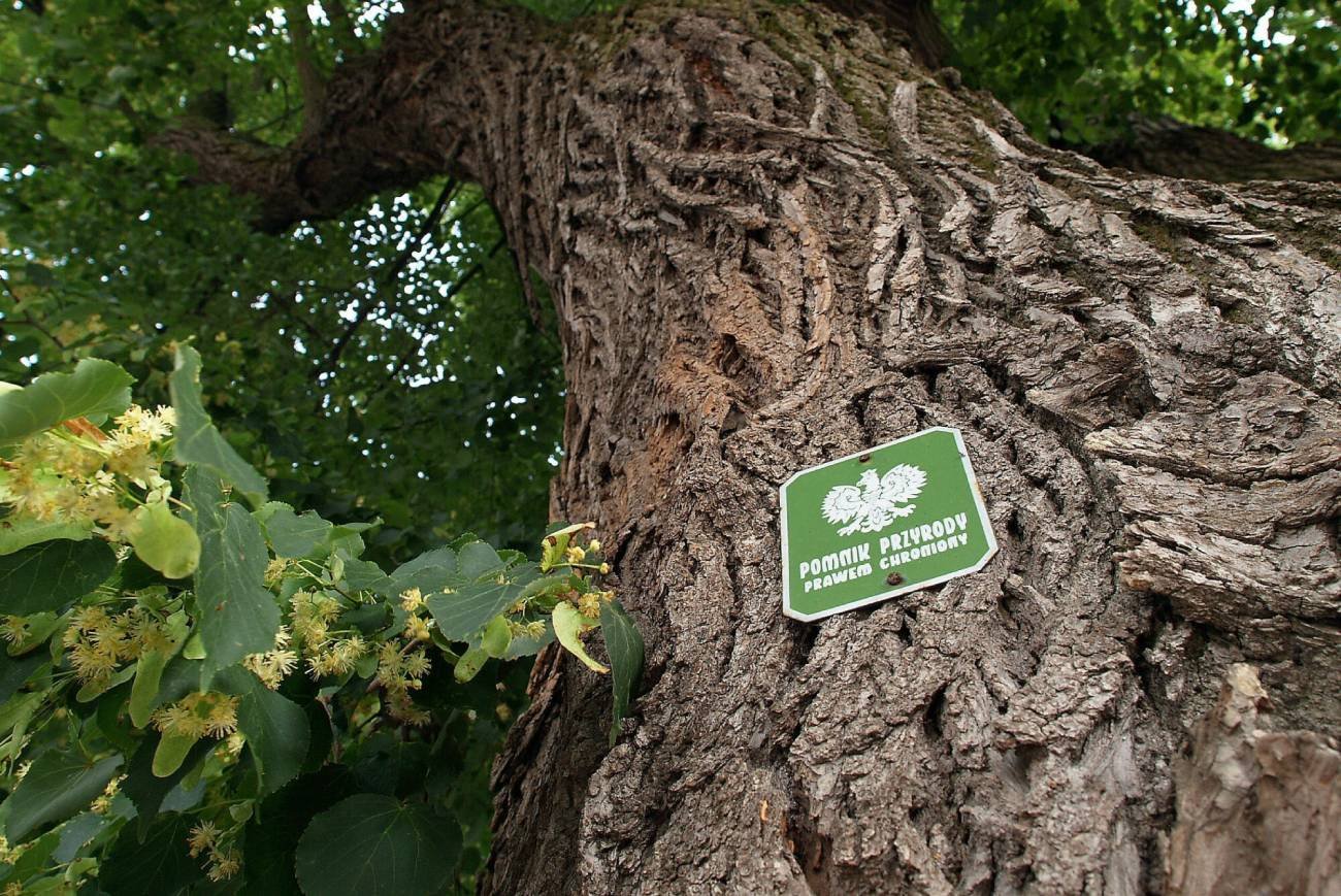 Pomnik przyrody w Czerwińsku nad Wisłą.