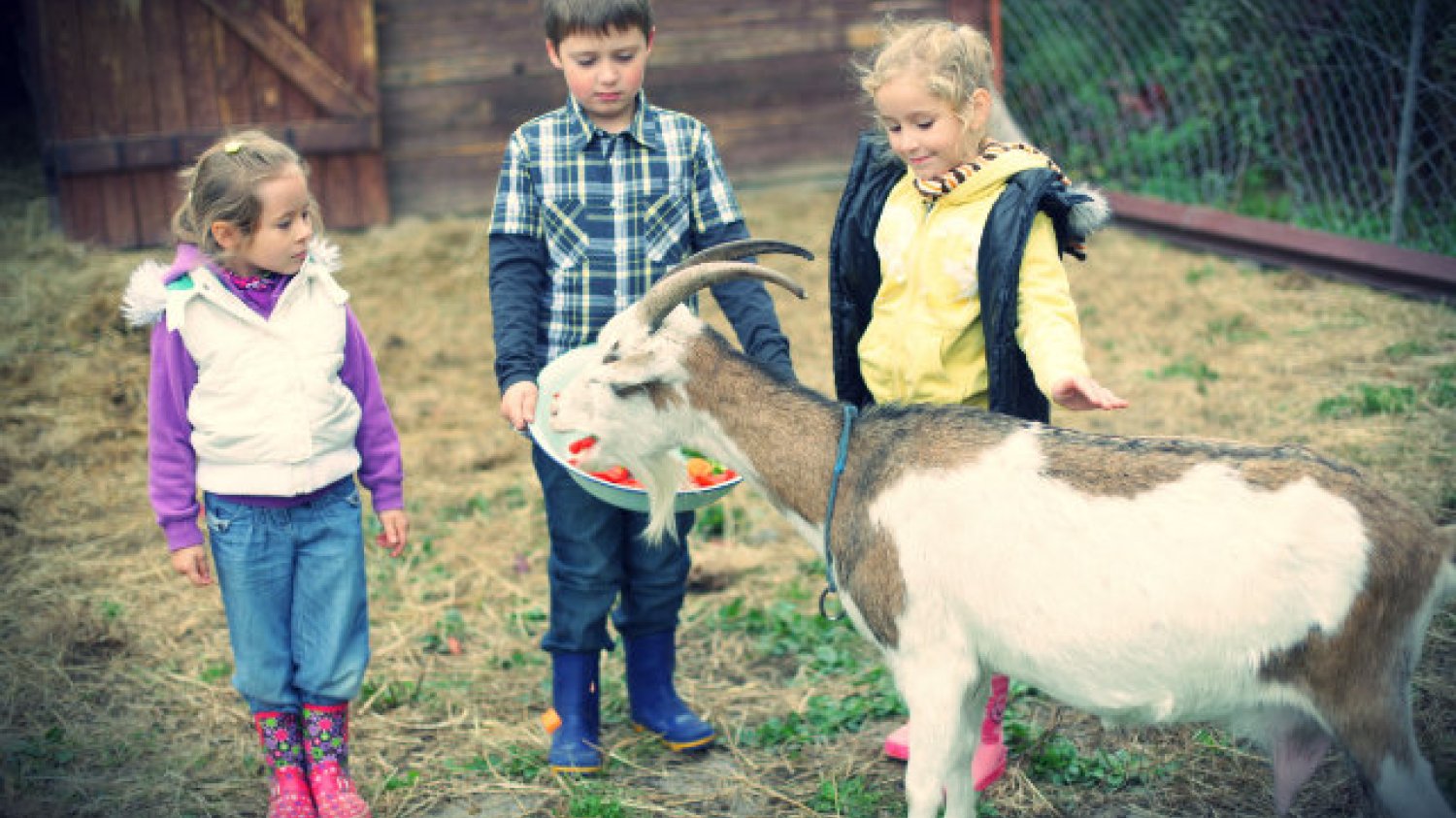 Mini zoo w Folwarku Bródno zarabia najwięcej w sezonie na wycieczkach szkolnych.
