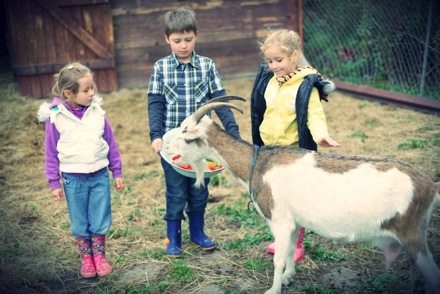 Mini zoo w Folwarku Bródno zarabia najwięcej w sezonie na wycieczkach szkolnych.