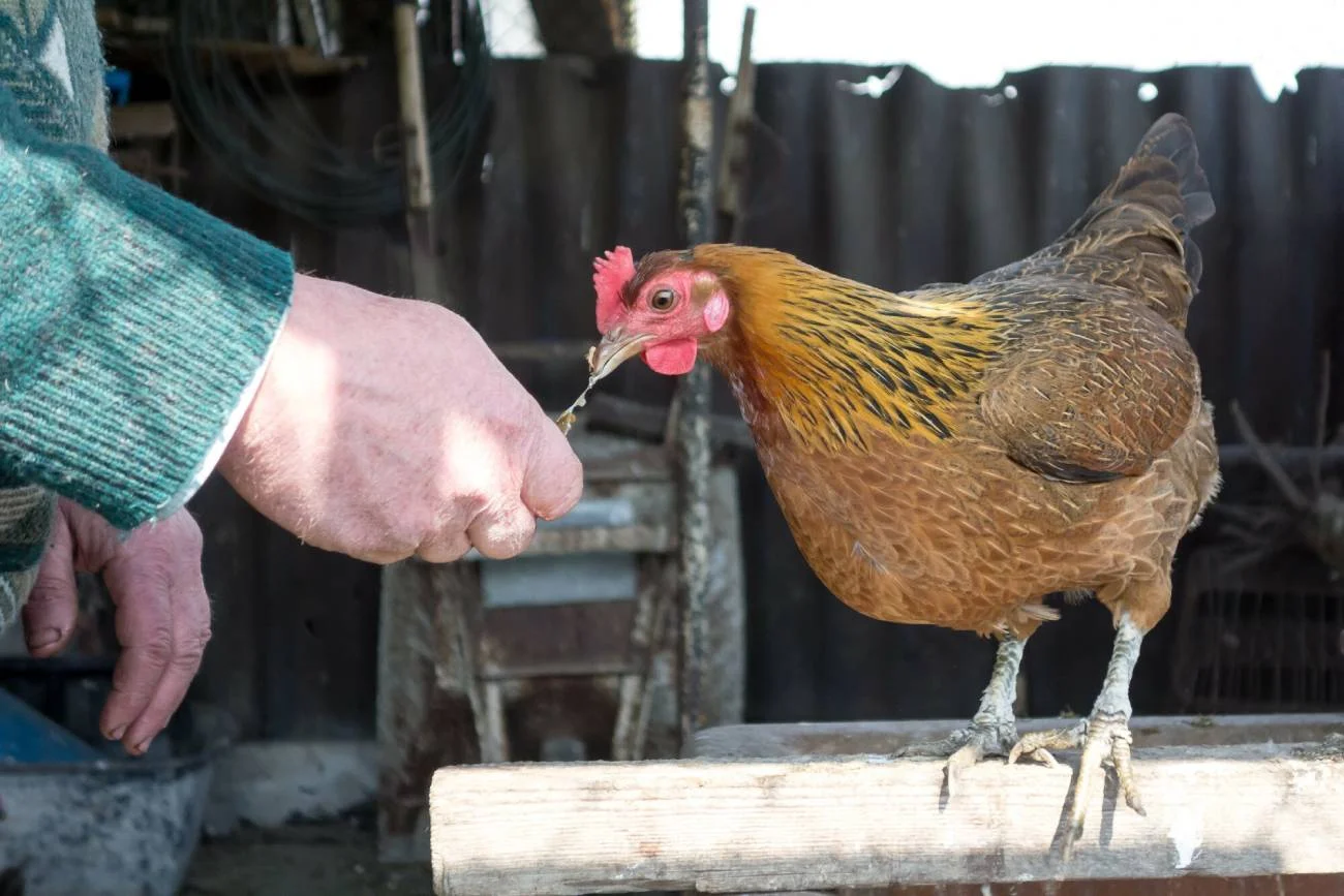 Węgry planują import jaj m.in. z Polski