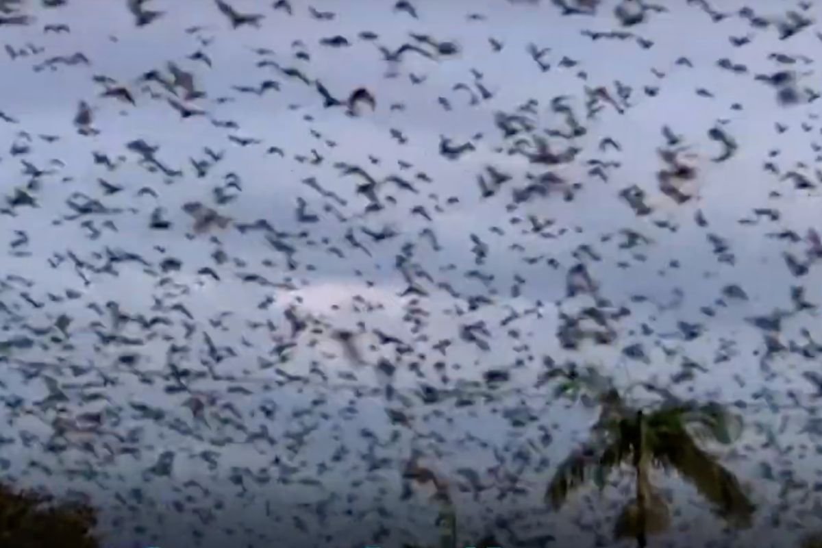 Tysiące nietoperzy zamieniło życie mieszkańców australijskiego Ingham w koszmar.