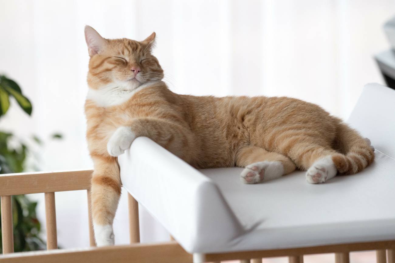 Urlop na opiekę nad zwierzętami miałby być płatny