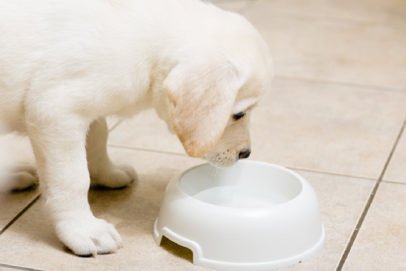 biały labrador pije wodę z plastikowej i białej miski