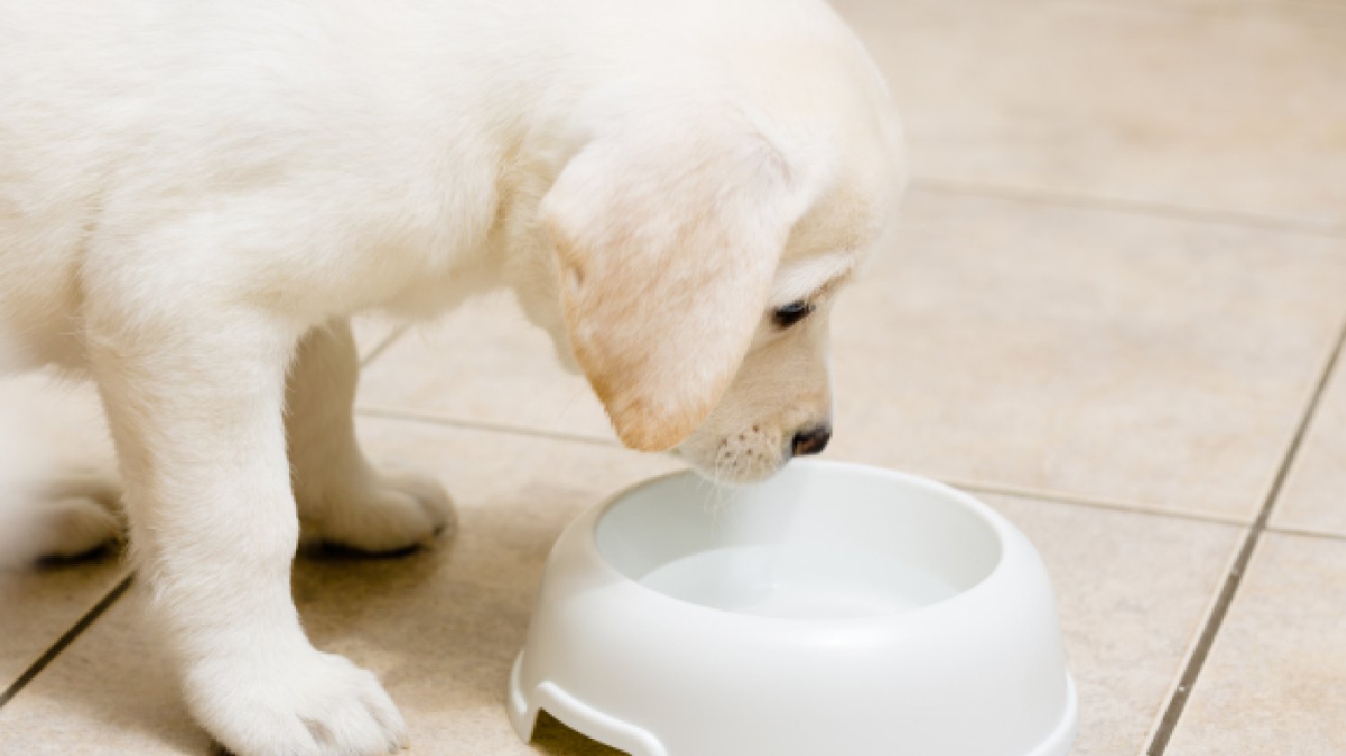 biały labrador pije wodę z plastikowej i białej miski