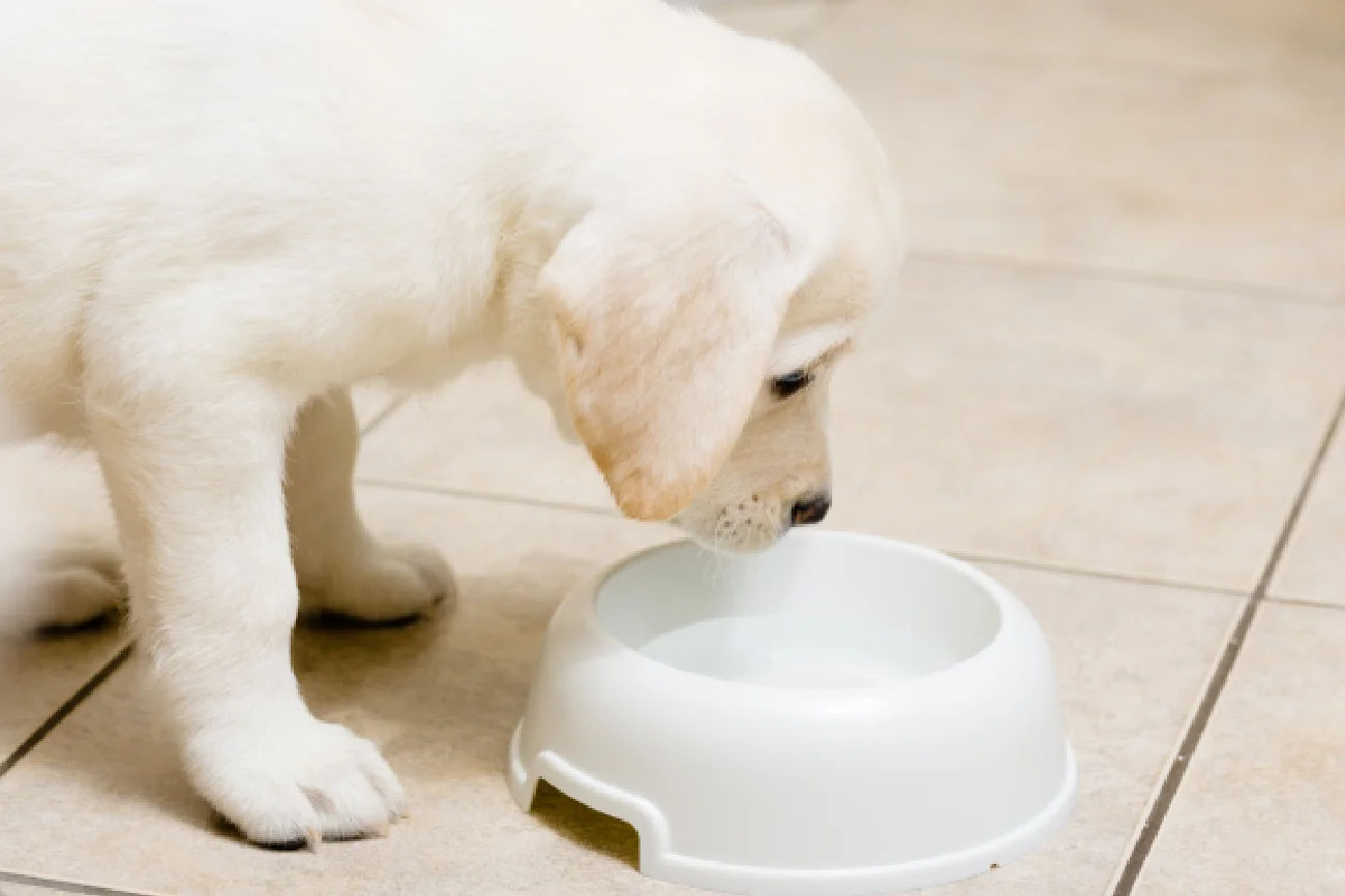 biały labrador pije wodę z plastikowej i białej miski