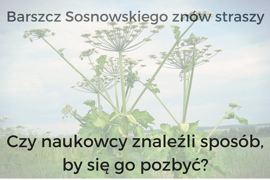 Czy naukowcy znaleźli sposób na barszcz Sosnowskiego?