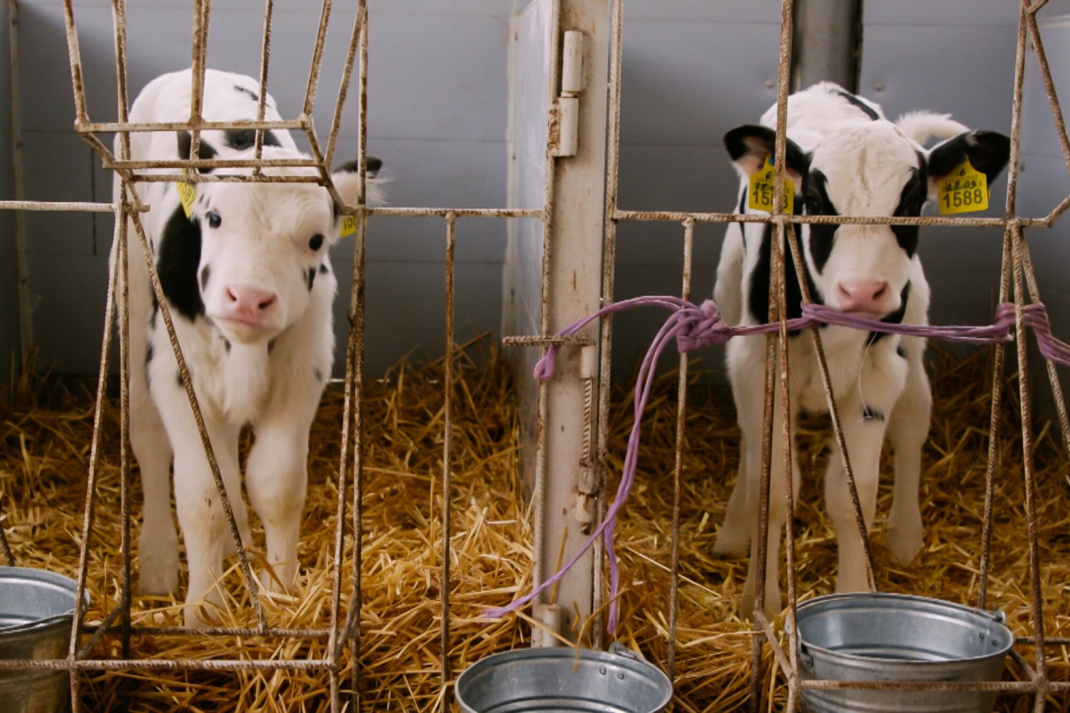 Kandydat będzie pomagał przy wycieleniach (narodzinach cieląt), opiece nad cielakami, co będzie obejmowało pojenie i karmienie oraz będzie wykonywał różnego rodzaju prace porządkowe.