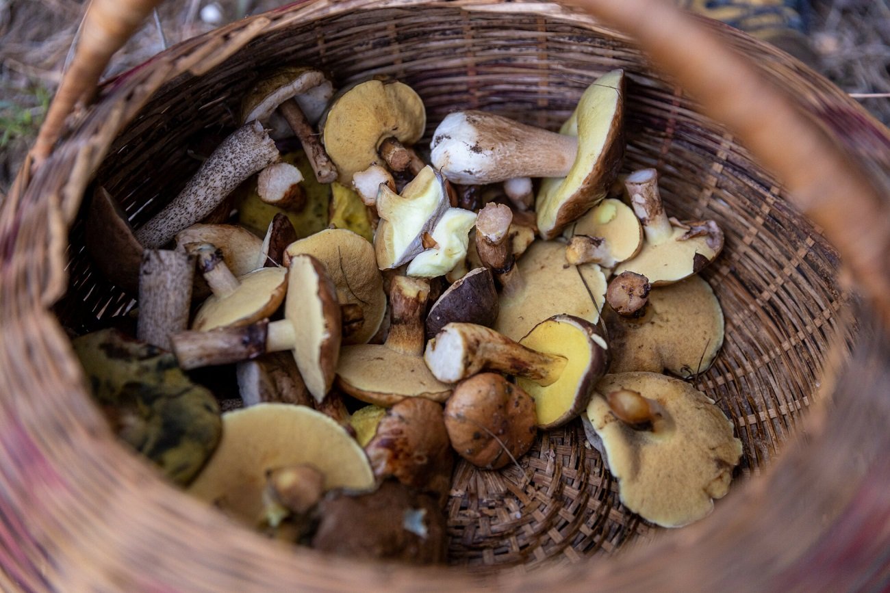 Na zbieraniu grzybów można dobrze zarobić