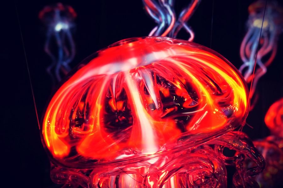 Meduza, jak to meduza: parzy. Czy będzie też leczyć?