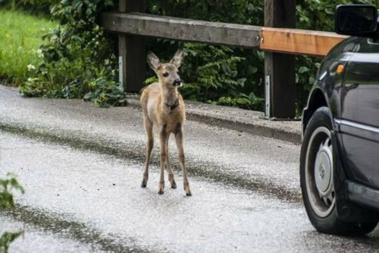 Za wypadek z udziałem zwierzęcia najczęściej winę ponosi właściciel lub opiekun czworonoga