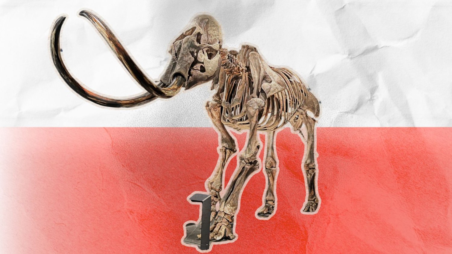 Szkielet mamuta na tle polskiej flagi. dyskusja o potrzebie muzeum historii naturalnej w Polsce.