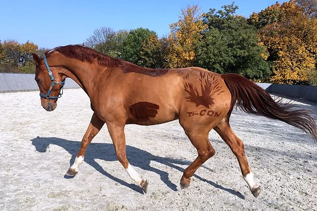 Chicco d’Oro, członek zespołu Ti-CON, tester rozwiązań