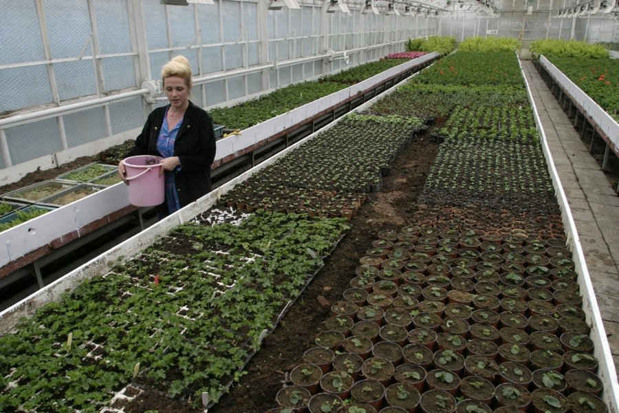 Generalny Inspektorat Ochrony Roślin i Nasiennictwa postanowił zainwestować w komfortową limuzynę.