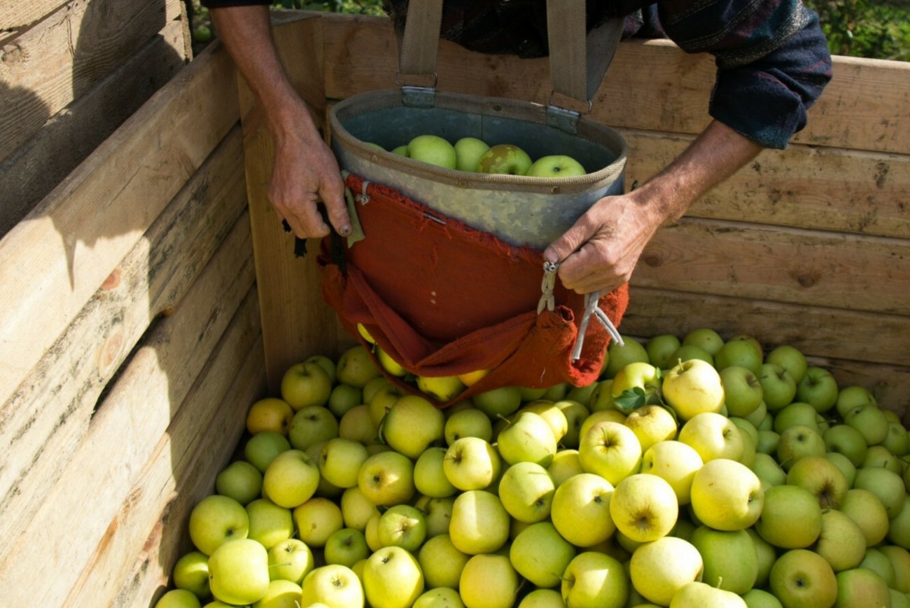 Zbieranie owoców (zdj. ilustracyjne)