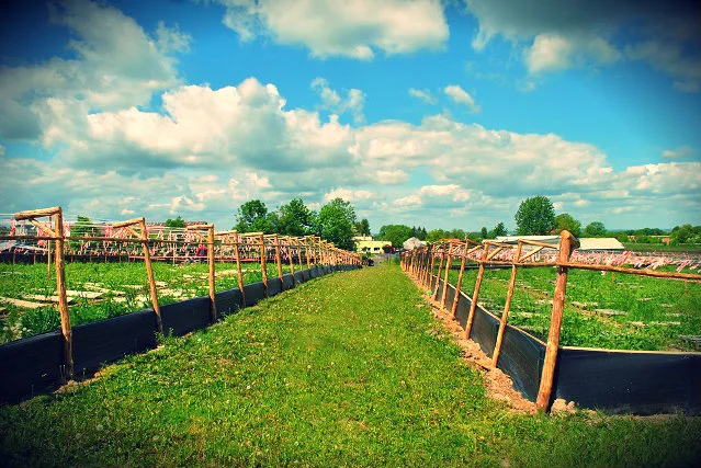 Ślimaki można hodować również na farmach – tak zwanych parkach hodowlanych.