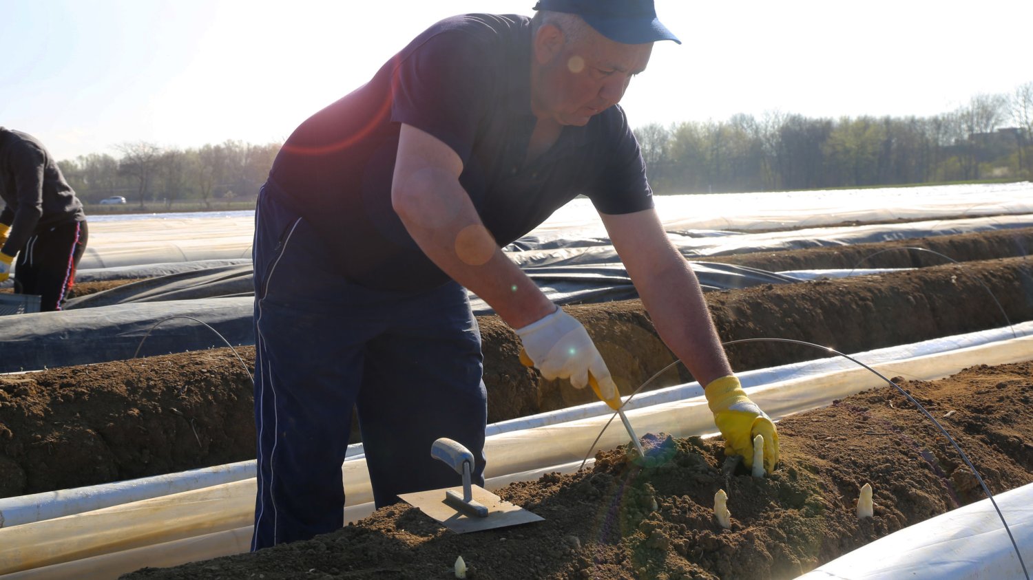 Niemieckie landy graniczące z Polską domagają się otwarcia granic. Potrzebują Polaków do zbierania szparagów oraz do pracy w służbie zdrowia.