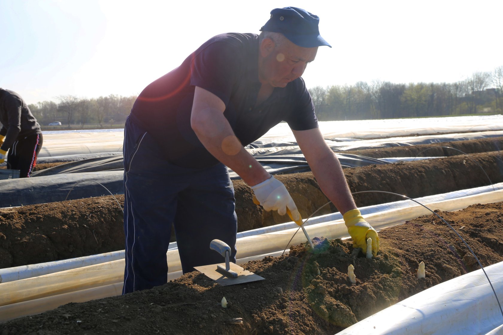 Niemieckie landy graniczące z Polską domagają się otwarcia granic. Potrzebują Polaków do zbierania szparagów oraz do pracy w służbie zdrowia.