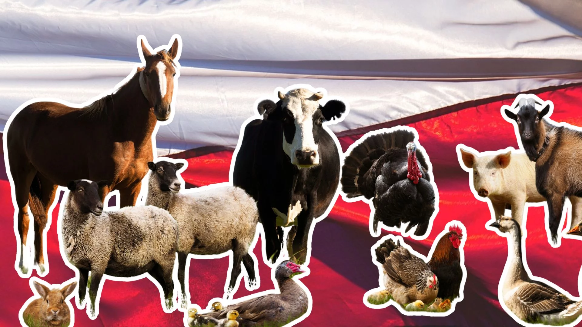 Polska to gigantyczna ferma. Na naszym podwórku doliczono się 364 mln zwierząt