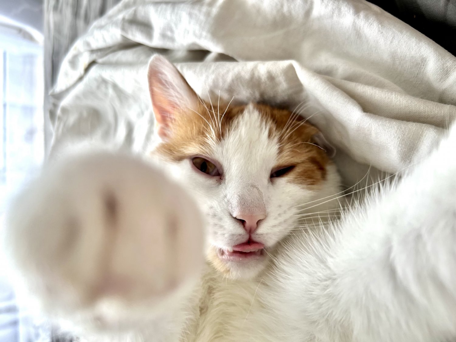 Jak otrzymać 500 plus na kota lub psa?