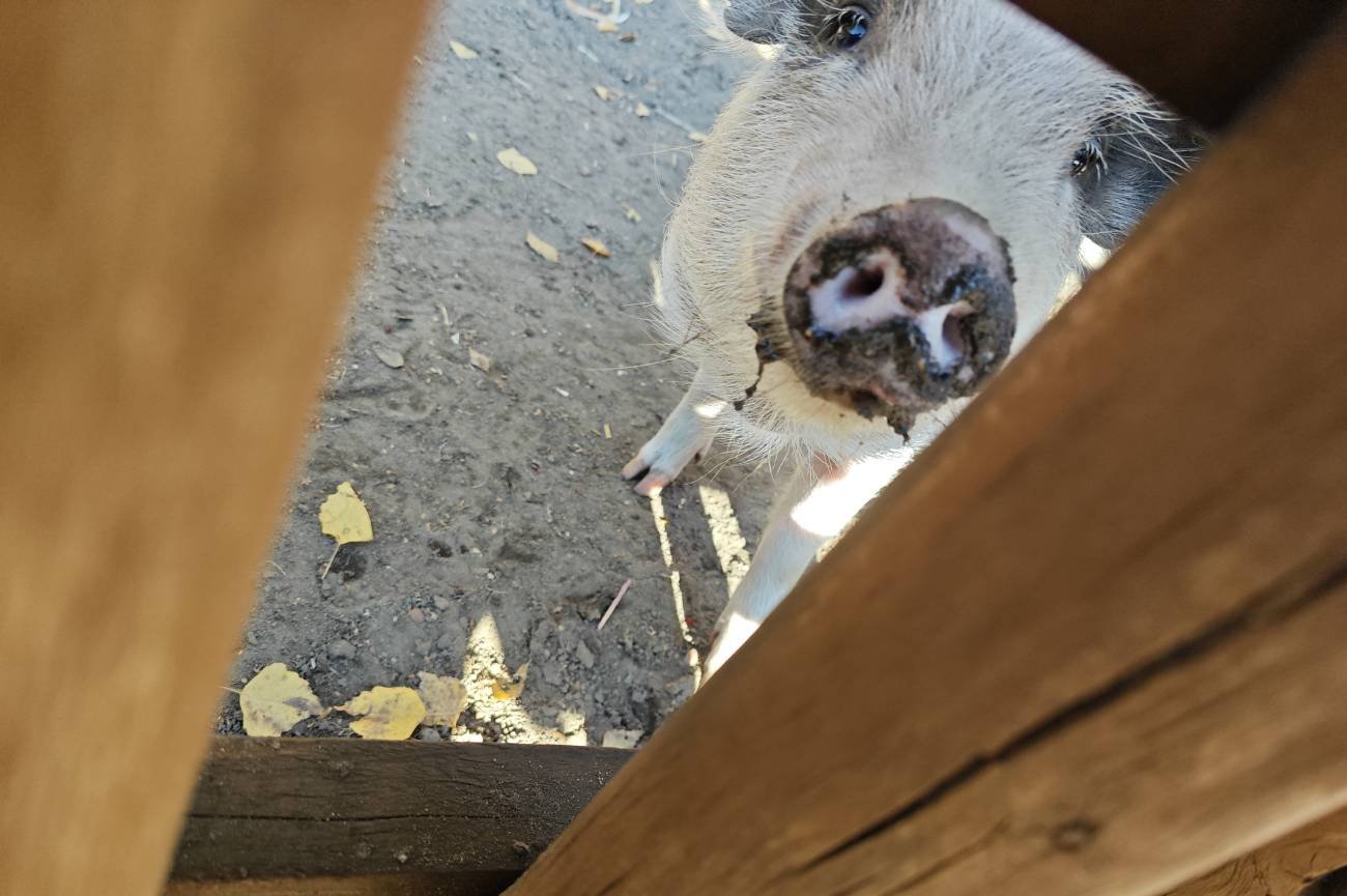 Odwiedziłem farmę dyń w Warszawie.