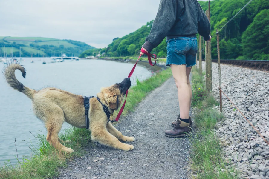 Zwierzęta w podróży mogą być najlepszym towarzyszem, ale i największym zmartwieniem. AirBNB potrafi dodatkowo utrudnić taką wycieczkę.