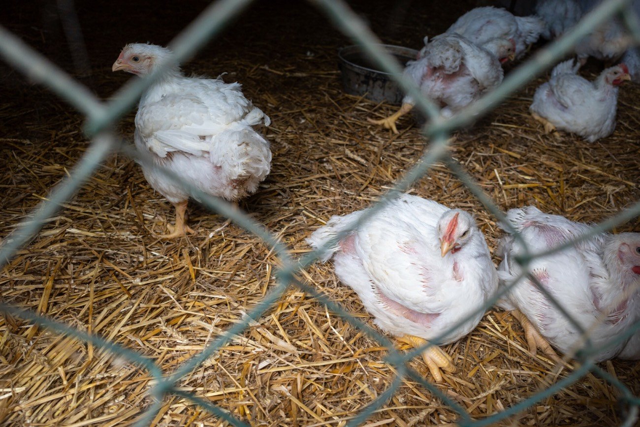 Afera paszowa. Skażone kurczaki na sklepowych półkach. Mamy oficjalne stanowisko firmy