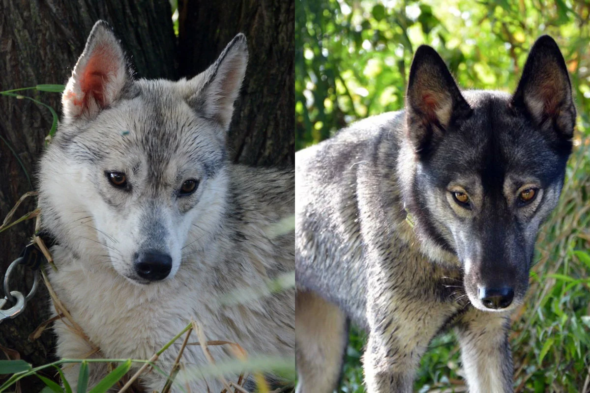 Husky nie są wbrew pozorom psami obronnymi, ale są w stanie przebiec nawet ponad 1000 km