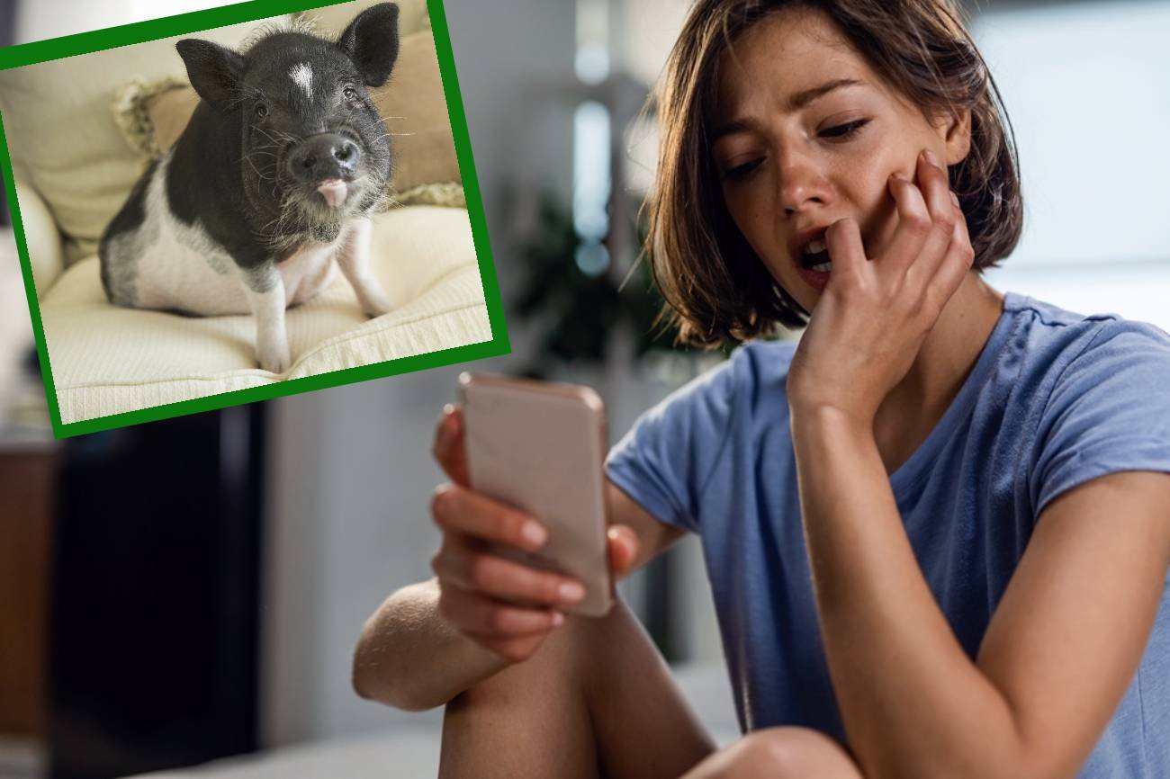 Czym jest "pig butchering"?